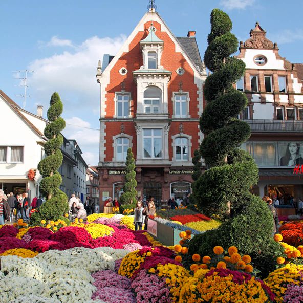 Blumenfestival Chrysanthema in Lahr